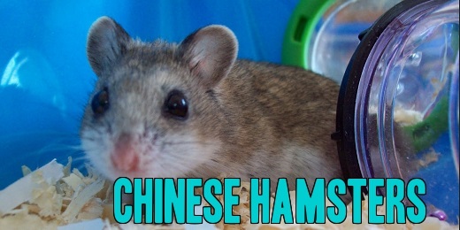 Chinese Hamsters